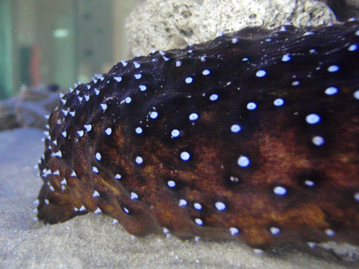 Holothuria forskali (Delle Chiaje, 1823)